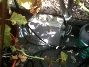 Project 2 - Greenhouse enclosure